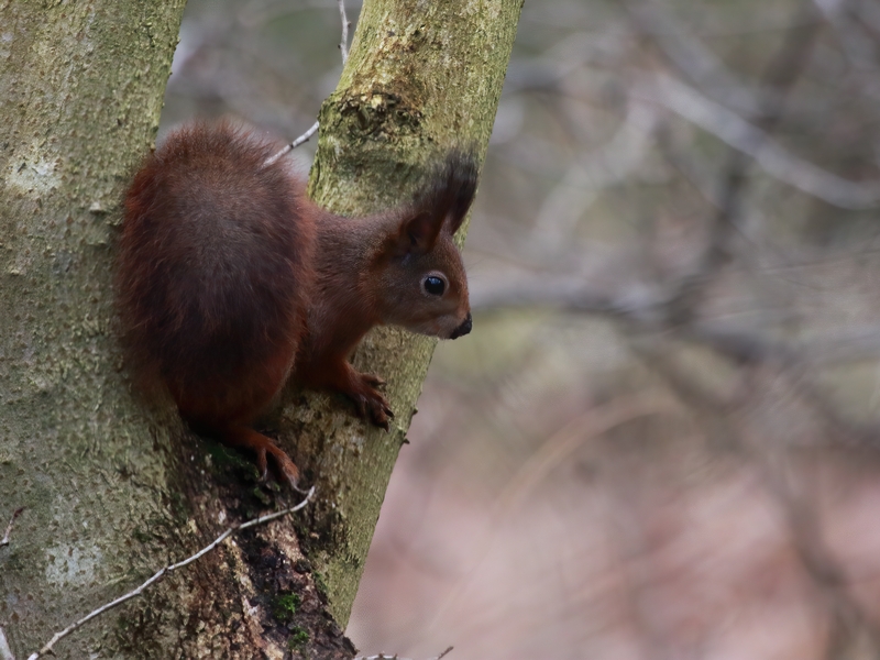 Zoogdieren